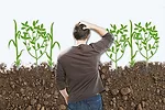 soybeans and corn illustration