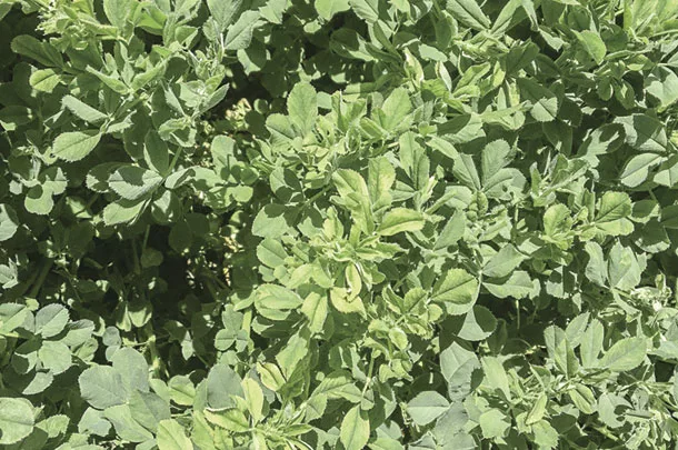 Roundup ready test plot shows glyphosate injury