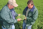 The Kestells strive for alfalfa haylage 