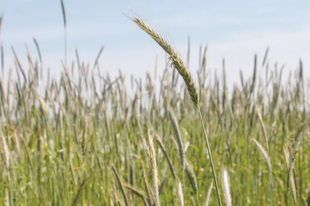 Ryegrass bales