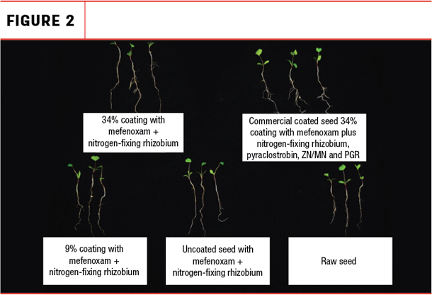 Growing seeds