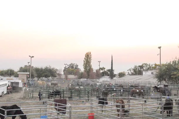 Gridley fairgrounds held livestock in need