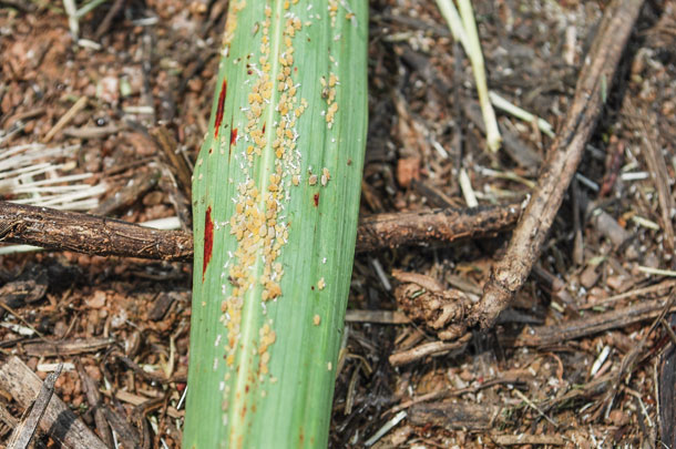 Sugarcane aphids