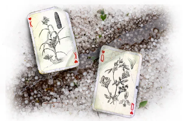 Forage cards