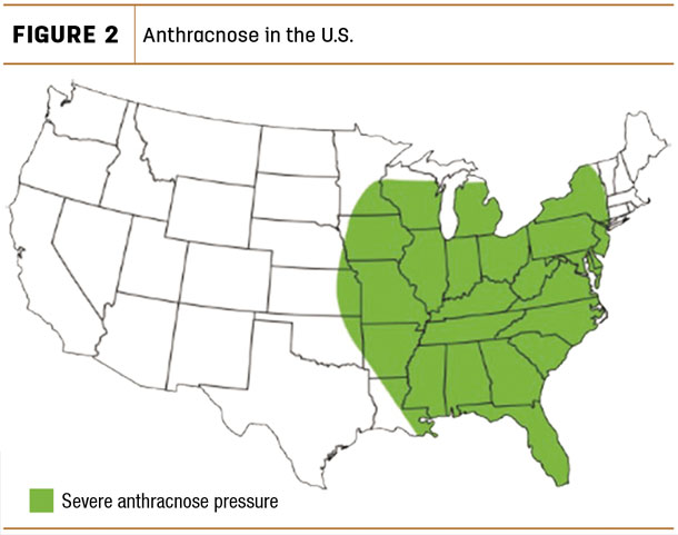 Anthracnose in the U.S.