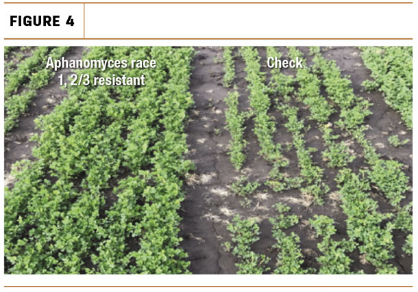 Aphanomyces plant resistance to multiple races