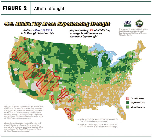Alfalfa drought
