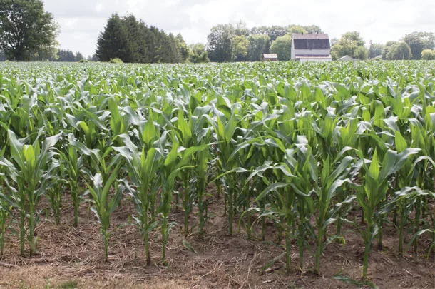 Corn field