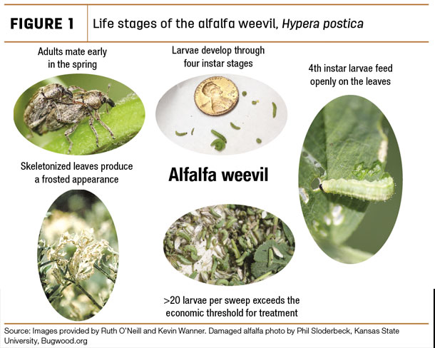 Live stages of te alfalfa weevil