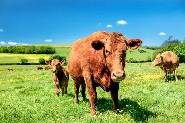 grazing cow with buttercups