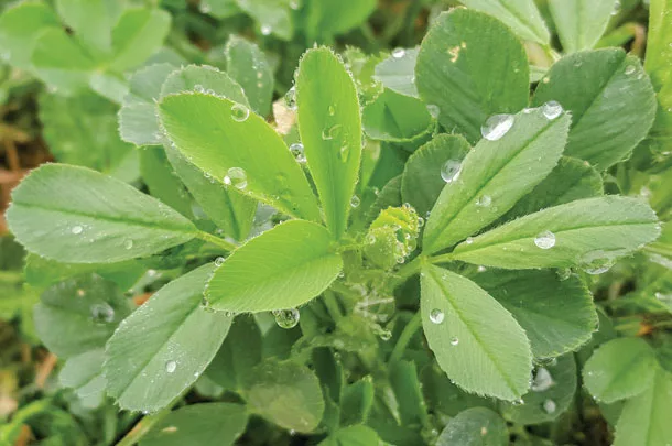 Foliage