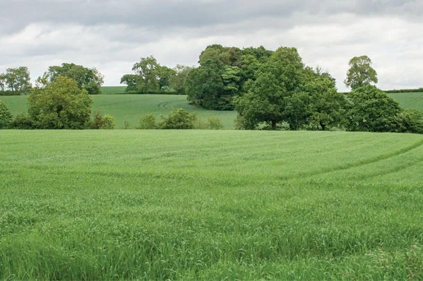 Pasture