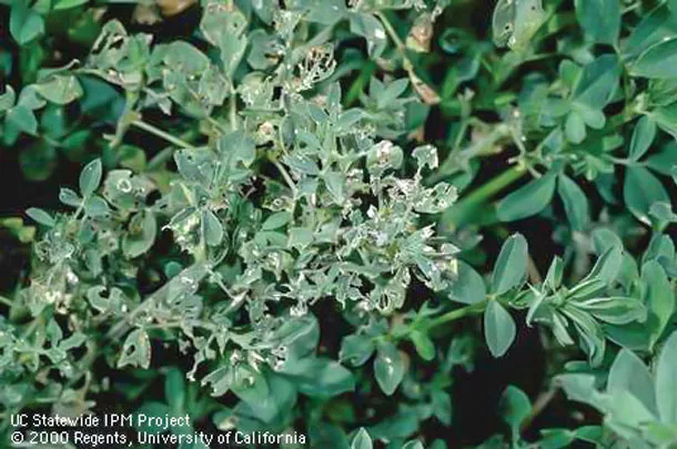 Weevil damage 