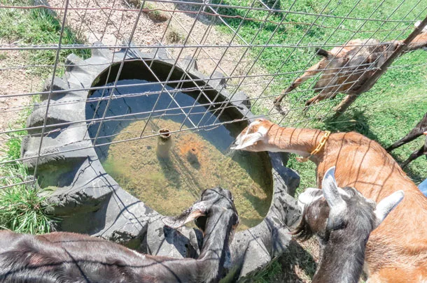 Tire tank has enough room for sheep and goats