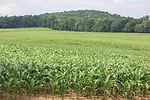 Corn field
