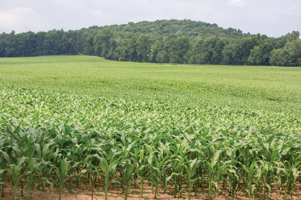 Corn field