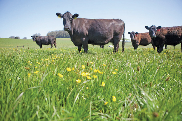 Cattle on the Stemple Creek Ranch