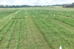 Plots of alfalfa and bermudagrass
