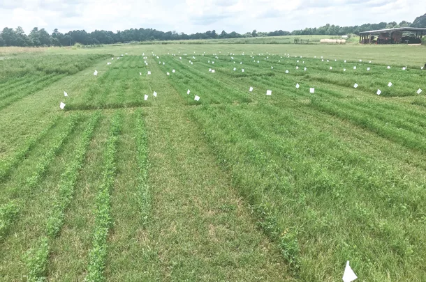 Plots of alfalfa and bermudagrass