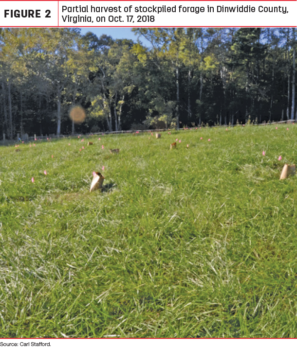 Partial harvest of stockpiled forage in dinwiddle County, Virninia 