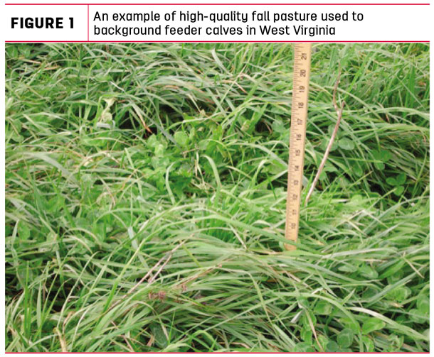 An example of High-quality fall pasture 