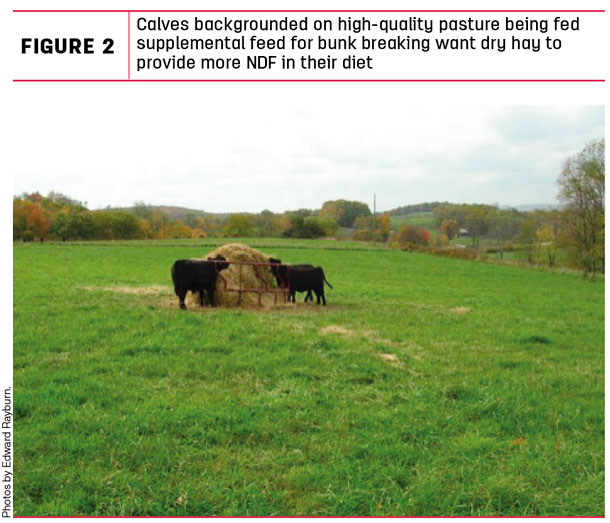 Calves backgrounded on high-quality pasture being fed supplemental feed