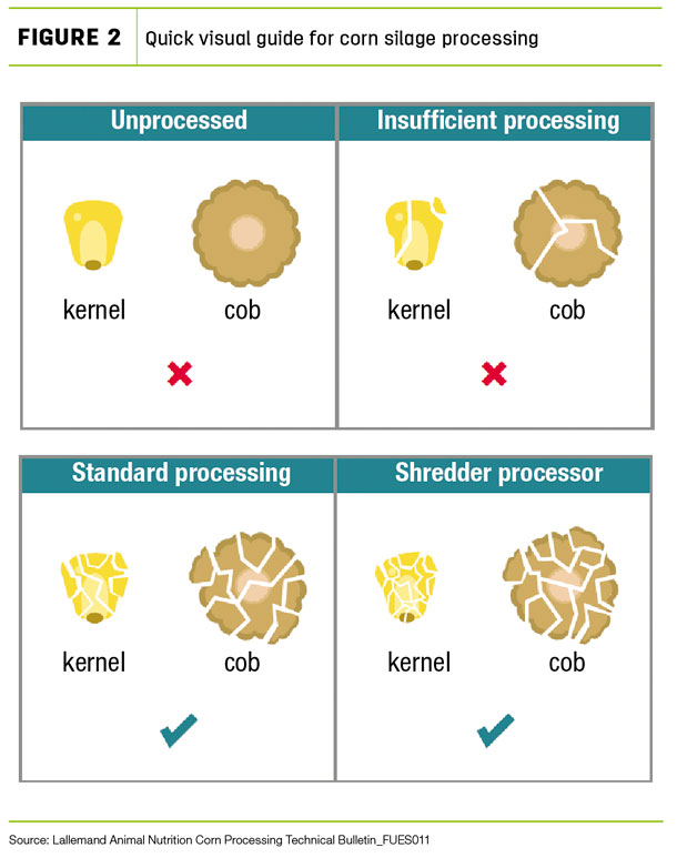 Quick visual guide for corn silage processing