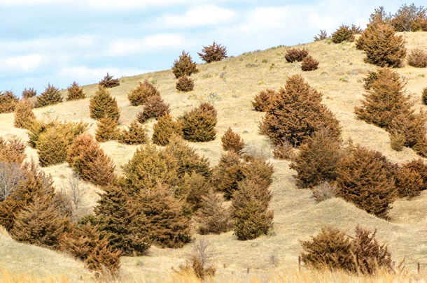 Tree encroachment