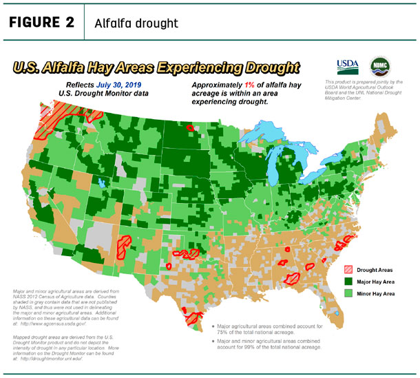 Alfalfa drought