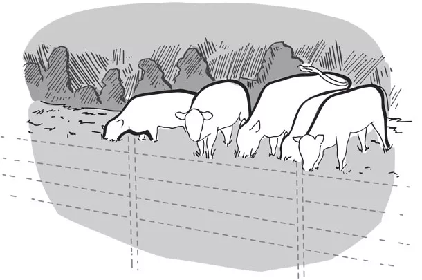 cows grazing