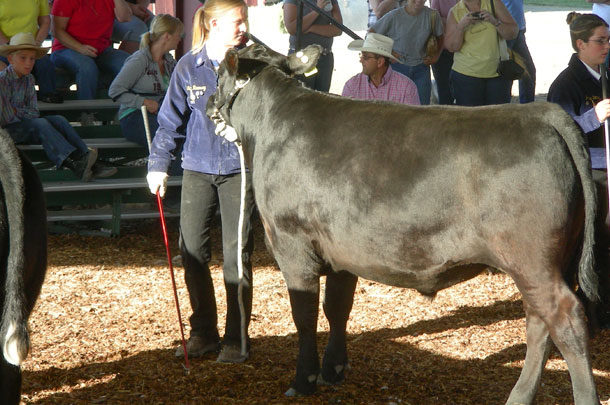 Erica Louder with steer