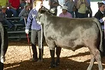 Erica Louder with steer