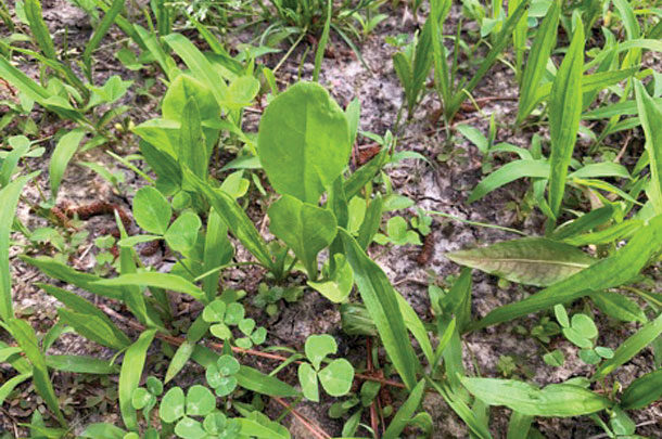 Bahiagrass, white clover, chicory and plantain