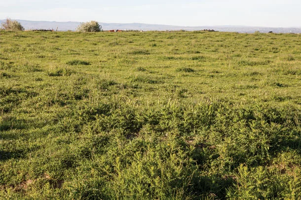 Rangeland