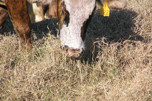 Cow grazes