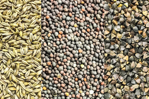 Seeds for planting