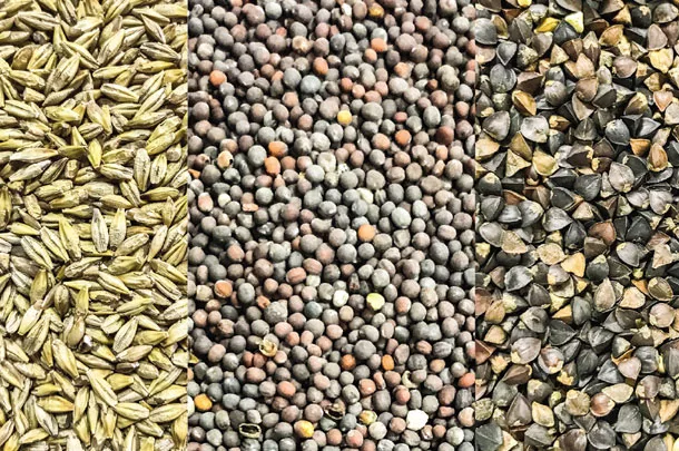 Seeds for planting