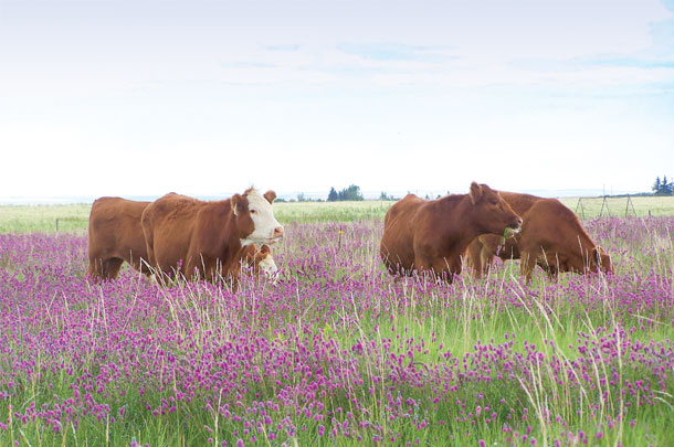 Purple prairie clover and native grasses