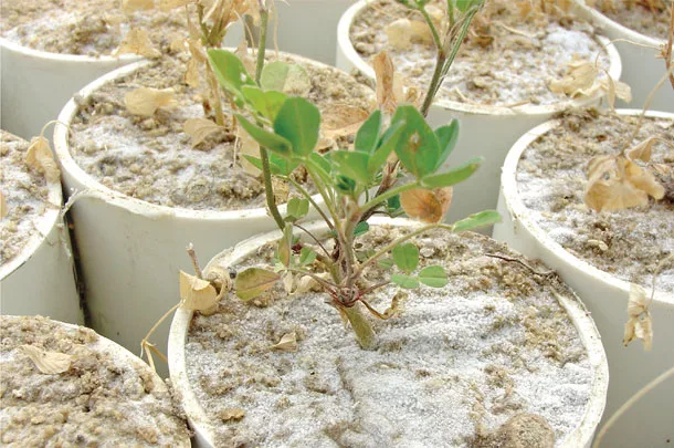 Plants stressed with salt