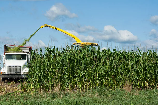 Corn harvest