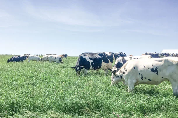 Dairy cattle grazing