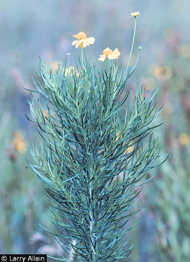 bitter sneezeweed