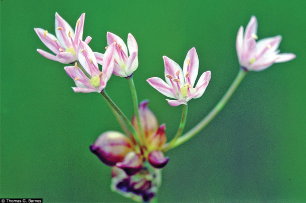 wild onion