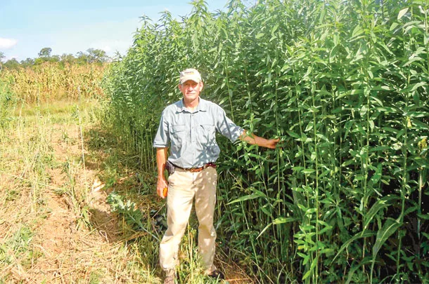 Richard Petcher standing next to sunn hemp