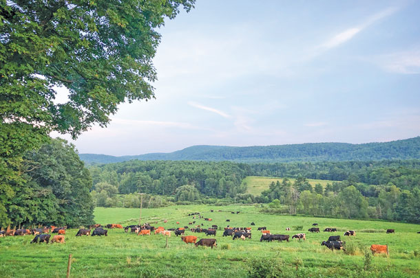 Dairy cows grazing