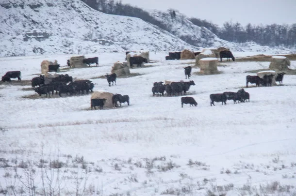 Bale grazing