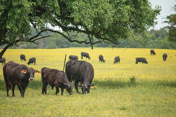 Cattle grazing in the Black Belt Prairie