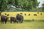 Cattle grazing in the Black Belt Prairie