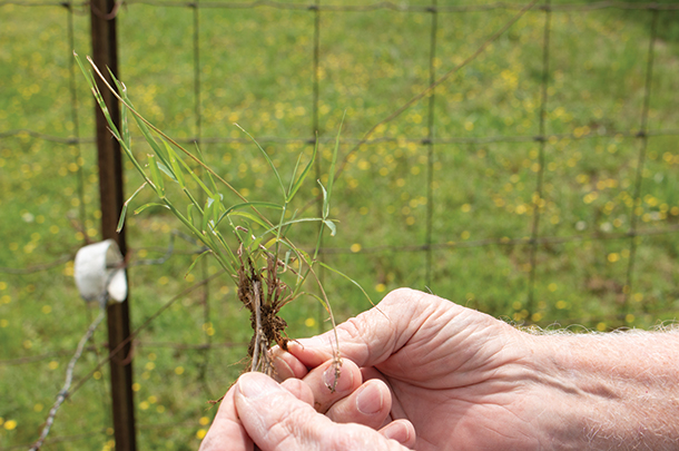Common bermudagrass