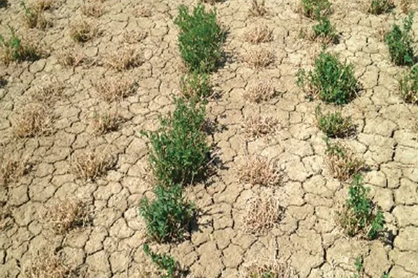 Alfalfa plants in the salt breeding nursery